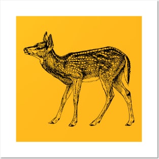 Fawn Posters and Art